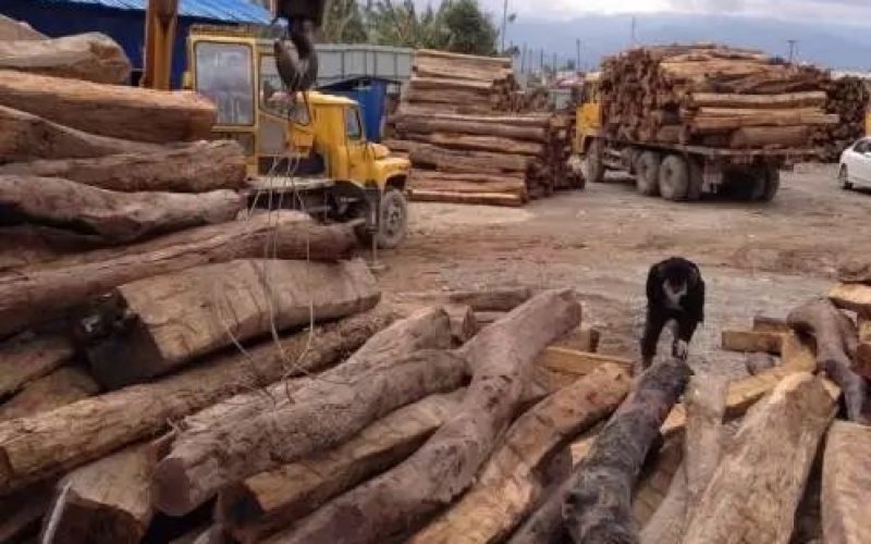 缅甸花梨凭什么，价值一路上涨....